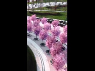 😍Слива Нигра зацвела в парке Галицкого в Краснодаре

К слову, желающих сфотографироваться на фоне цветущих деревьев и полюбовать