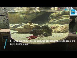 В Петербурге можно увидеть детский сад для акулят. В местном океанариуме завершилось обновление двух экспозиций: Скалистое побе