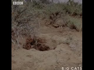 The African Gyra (black-footed cat), is the smallest and one of the cutest wild cat but worlds deadliest cat with a 60% hit rate