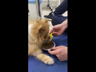 Video by Ветеринарный центр Прайд