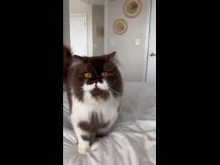 Видео от Самые красивые узоры спицами и котики