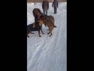 Видео от Питомник ротвейлеров ИзБойкогоДома, купить щенка