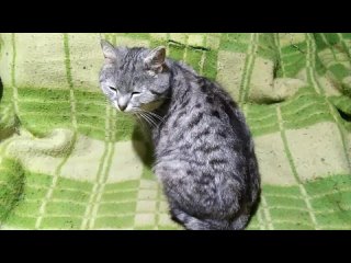 ИРБИС  БАРС - самый молодой котик 2 года,но поправляется медленно.