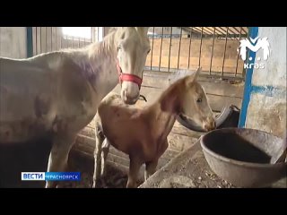 В одном из хозяйств Емельяновского района проверяют условия содержания лошадей
