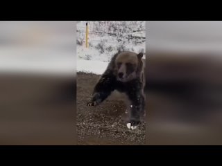 Жуткий маневр медведя