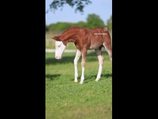 Видео от Анилин корма для лошадей