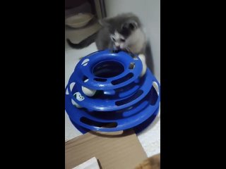 Video by ДОРОГА ДОМОЙ. Помощь бездомным кошкам- Наб.Челны