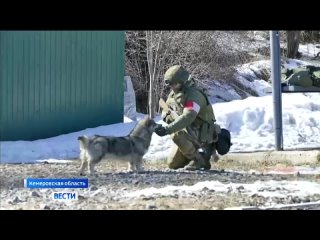 Выполнять боевые задачи в зоне СВО помогают  четвероногие бойцы из Кемерово