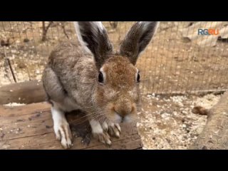 Ушастая история: как спасают зайцев в Подмосковье