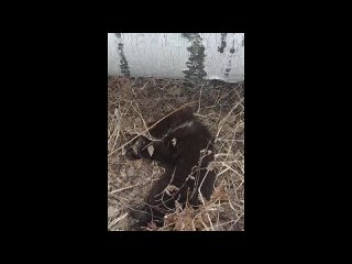 Волонтеры спасли умирающего медвежонка, которого приняли за щенка (Видео: «О работе Минприроды Новосибирской области»)