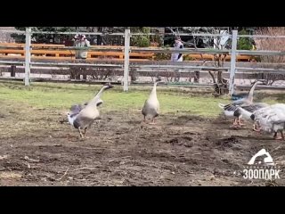 Шумные гости устроили драку в вольере верблюдов из челябинского зоопарка