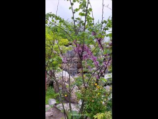 Video by Японский сад Краснодар