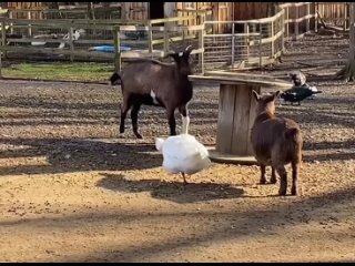 Видео от ОРГАКИНСКИЙ ХУРУЛ