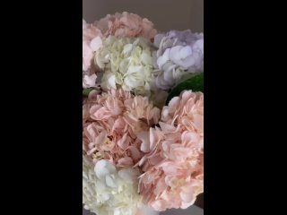 Видео от Орхидеи plus г.Соликамск (отправка по всей РФ)