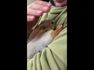 Squirrel purring with happiness