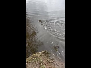 Видео от Шабровский пруд платная рыбалка в Екатеринбурге