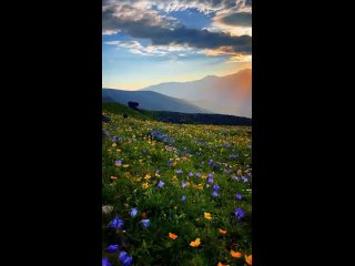 Весеннее суперцветие в горах Грузии
