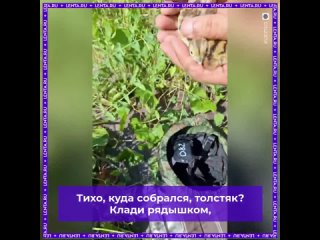 «Не бойся, карапузик!»: спасатели вызволили фазанят из коллектора и выпустили их в безопасном месте.  Пищащие комочки... (видео)