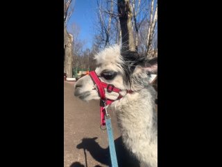 Картинки со смыслом или без... (видео)