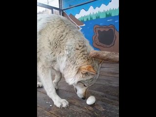 Видео от Сибирский Зоопарк в Иркутске