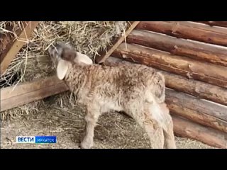 Ягненок редкой породы муфлон впервые родился в Иркутском зоосаде
