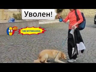 Пропагандон Серёжа Цуркану на канале перевертыша Андриевского так старается понравиться Майи, что начал превращаться в собачку.