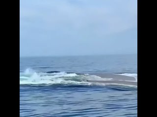 Синих китов можно увидеть у берегов России