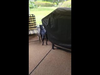 Odin playing his drum for the cat in the yard