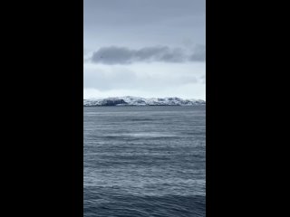 Морские прогулки судно В.С. Грини|Киты Териберкиtan video