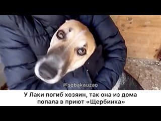 У Лаки погиб хозяин, так она попала в приют Щербинка. Проект Собака Юзао