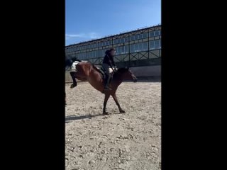 Wideo od Продажа лошадей из России и Европы