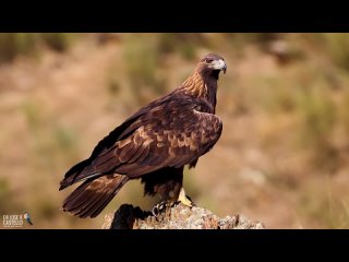 _Беркут - Golden eagle (Aquila chrysaetos)