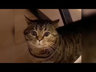 Funny ANIMALS videos🤗Funniest CATS😹 and DOGS🐕 2024