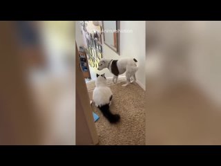 Funny and Crazy Cats and Dogs Viral Videos 2024 🐾😹Part 5 #funny #funnyvideo #v