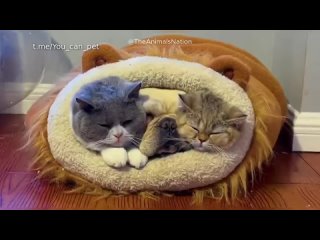 Funny and Crazy Cats and Dogs Viral Videos 2024 🐾🐶😹Part 4 #funny #funnyvideo