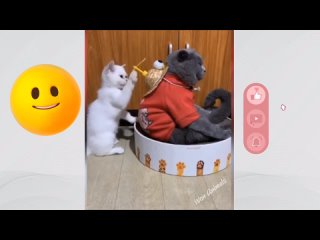 Funniest Animals 😄New Funny Cats and Dogs Videos 😹🐕