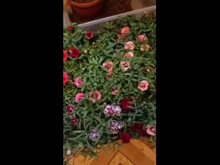 Video by Любимые цветы для вашей дачи и дома