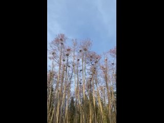 Невероятное зрелище — колония серых цапель, гнездующихся в Нижегородской области🤍