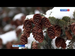 В Липецкой области за первые 10 дней декабря выпало 57% месячной нормы снега