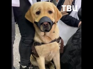 В московском метро прошло обучение собак-проводников для незрячих и слабовидящих людей Сотрудники школы для собак-проводников