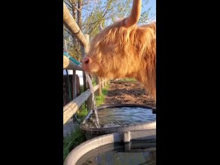 Видео от Кормовые решения для КРС. Сельское хозяйство