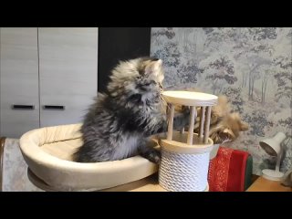Видео от Шотландские коты, кошки и котята
