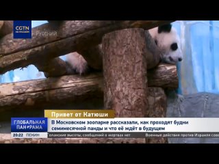 В Московском зоопарке рассказали, как проходят будни семимесячной панды, и что её ждёт в будущем