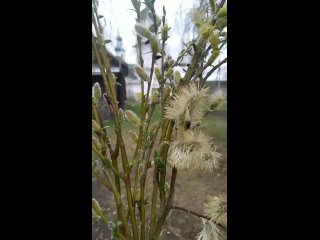 Видео от Усть-Печеньга - маленький рай.