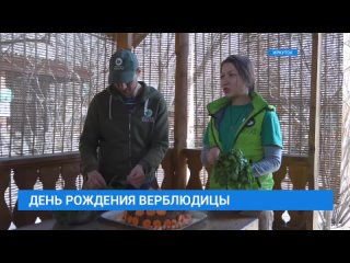 Верблюдица Земфира в Иркутском зоосаде отметила свой девятый день рождения. Имениннице подарили вегетарианский торт, украшенный