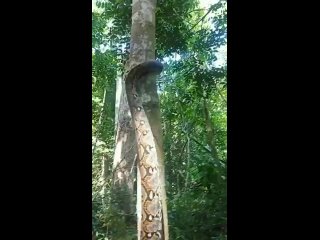Необычный способ змеи подниматься на дерево.