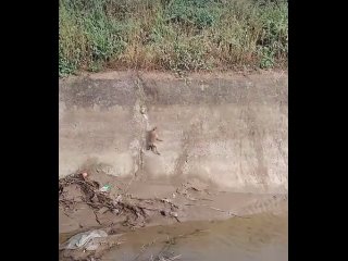 Никогда не сдавайся (видео)