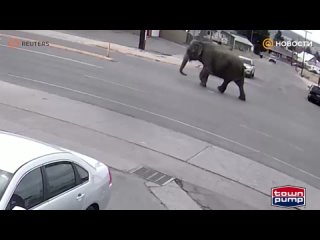 В США слониха сбежала из зоопарка. Она прогулялась по городским улицам