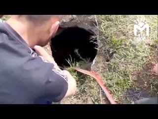 Сотрудники Водоканала Северной Осетии спасли жеребёнка, провалившегося в колодец