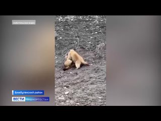 Милейшее видео из Бижбулякского района. Любительская камера засняла двух сурков. На первый взгляд, они словно борцы на ринге, вы